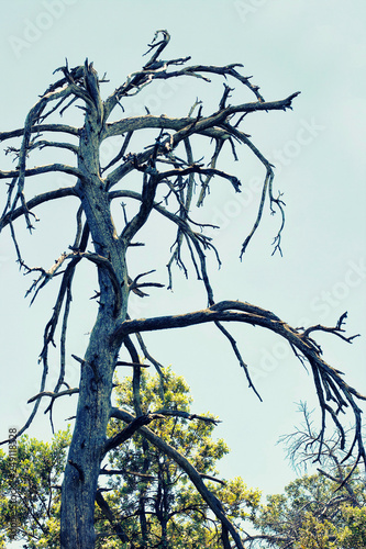 big Dead tree branch against blue sky with clouds.