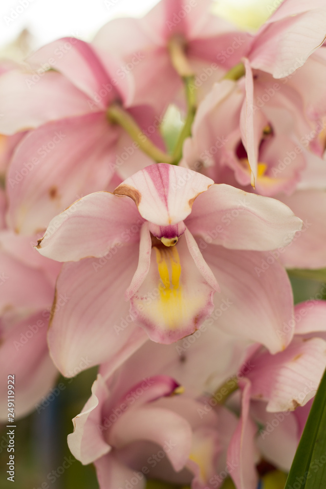 Cymbidium Orchid Rosé