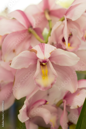 Cymbidium Orchid Ros  