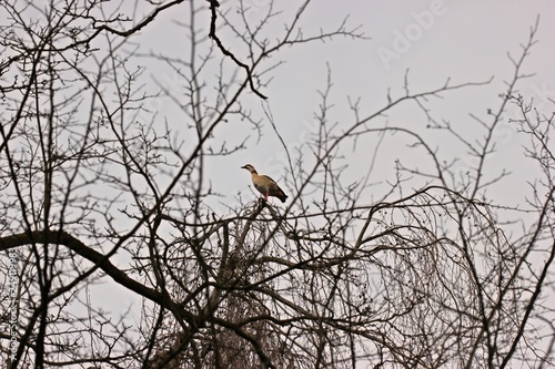 Nilgans (Alopochen aegyptiaca) auf einem Baum