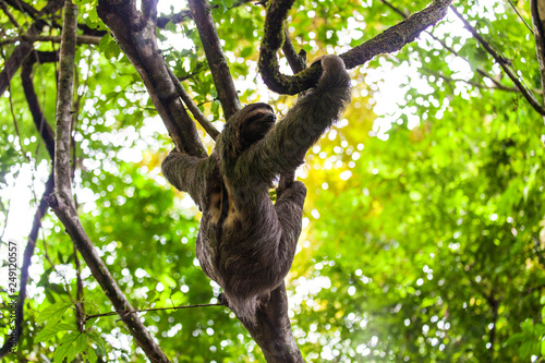 sloth, Manuel Antonio National Park, Costa Rica, Central America © eyeworld