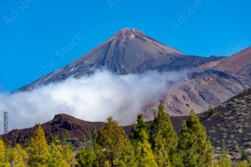 Green Canarian pine forest and volcanic lava fields on highest mountain in Spain Mount Teide, Tenetife, Canary Island, Spain