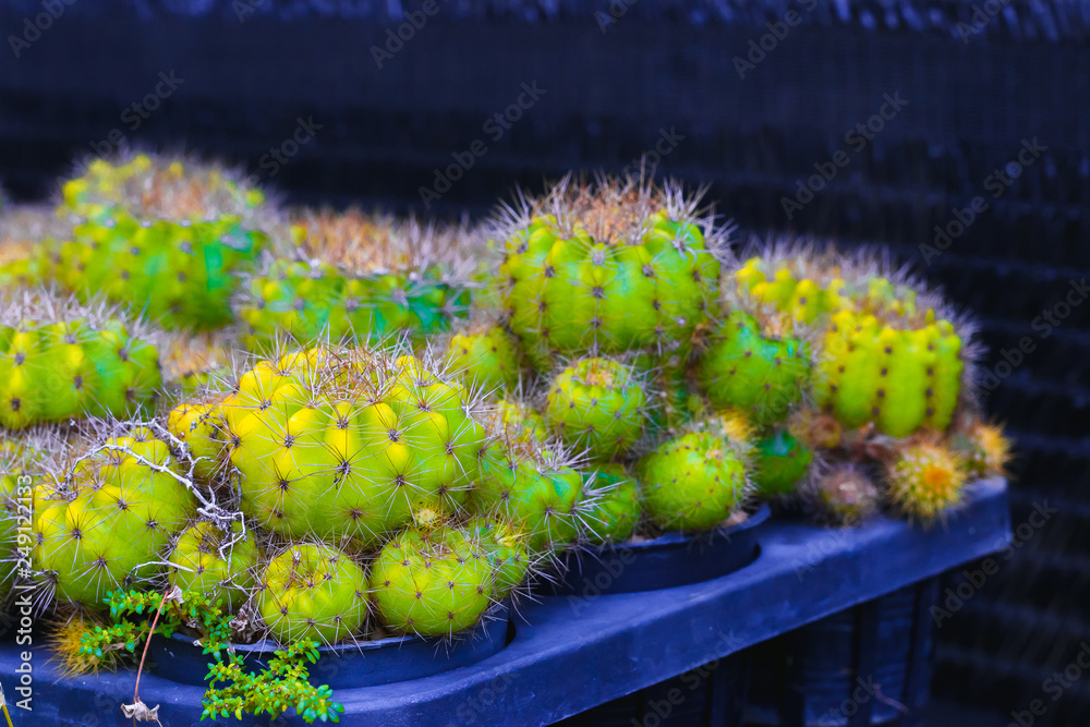 Fototapeta premium Gymnocalycium Damsii Cactus plant on background.