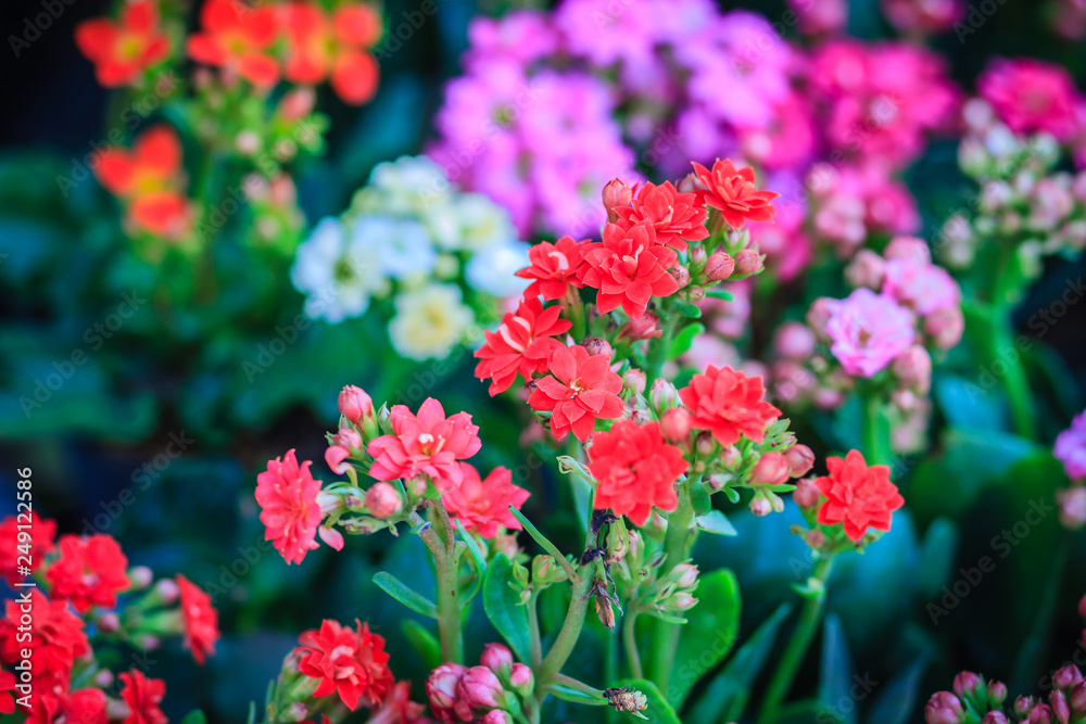 Beautiful Kalanchoe Calandiva Flowers for sale in the tree market. Beautiful Kalanchoe Calandiva Flowers for sale in the tree market.