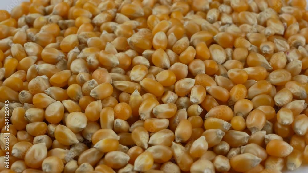 Yellow popcorn kernels. Close up. Yellow popcorn kernels. Close up.