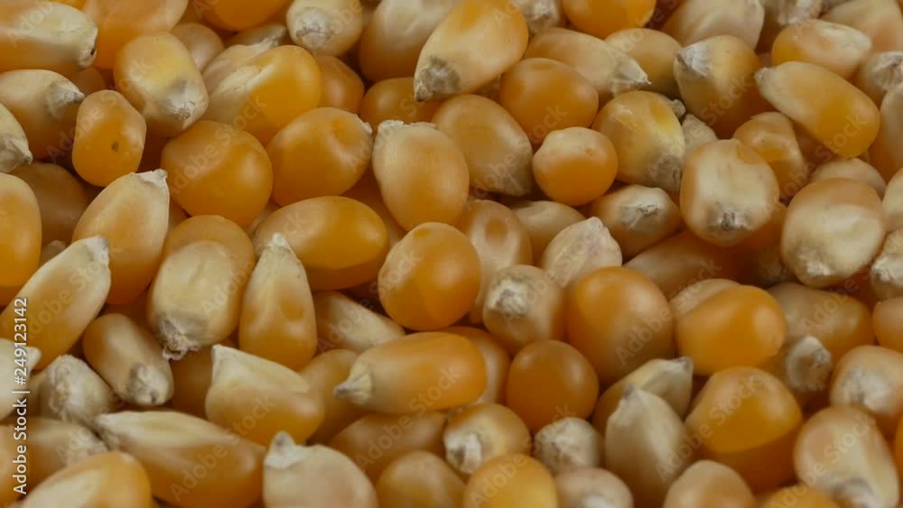 Yellow popcorn kernels. Close up. Yellow popcorn kernels. Close up.