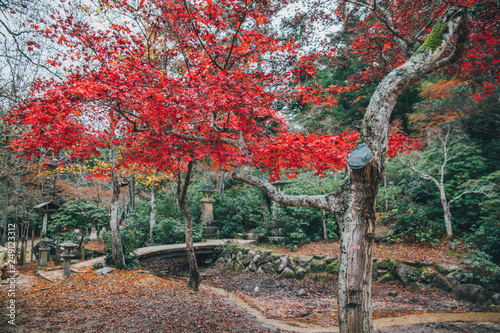Miyajima Autumn Forest (ID: 249123312)