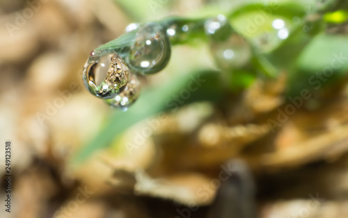 water drop on grass, macro water drop in nature, the nature background abstract