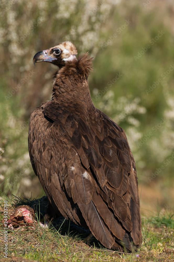 Cinereous (Eurasian Black) Vulture (Aegypius monachus), Full Length Portrait Cinereous (Eurasian Black) Vulture (Aegypius monachus), Full Length Portrait