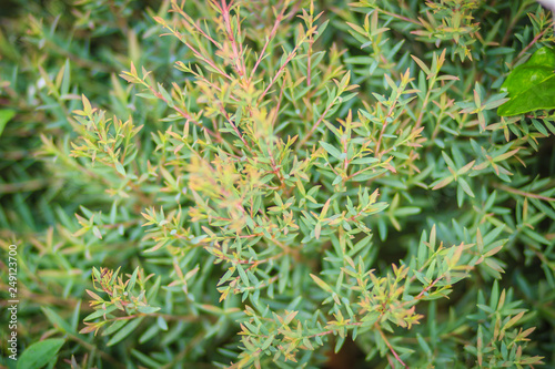 Green Common juniper (Juniperus communis) tree bush in the garden. Juniperus communis, the common juniper, is a species of conifer in the genus Juniperus, in the family Cupressaceae.