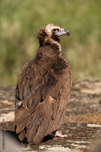 Cinereous  Eurasian Black  Vulture  Aegypius monachus   Full Length Portrait