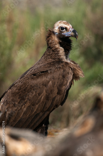 Cinereous  Eurasian Black  Vulture  Aegypius monachus   Full Length Portrait