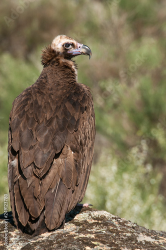 Cinereous  Eurasian Black  Vulture  Aegypius monachus   Full Length Portrait