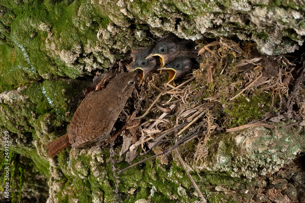 Obraz premium House Wren, Troglodytes troglodytes, at the entrance of their nest with their young