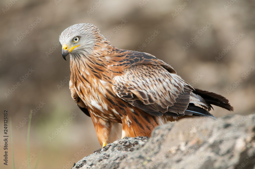 Red kite, Milvus milvus, standing on a rock Red kite, Milvus milvus, standing on a rock