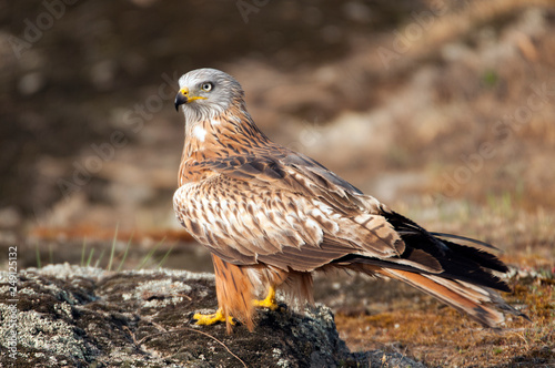 Red kite, Milvus milvus, standing on a rock