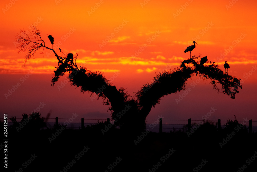 White storks (Ciconia ciconia), perched on an oak at sunset, silhouettes