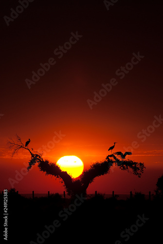 White storks  Ciconia ciconia   perched on an oak at sunset  silhouettes
