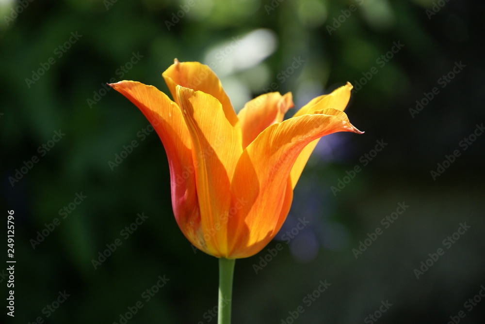 Tulpenblüte Orange feuerig seitlich 201504 Tulpenblüte Orange feuerig seitlich 201504
