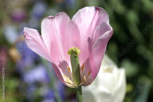 Tulpenblüte Innenleben Anatomie 201508 aufgeschnitten