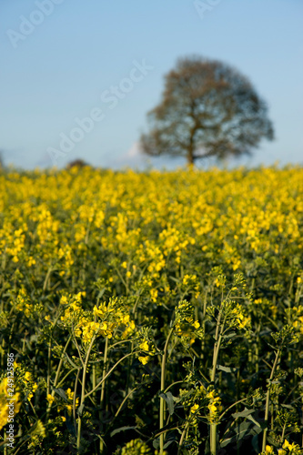 field of rapeseed © colin