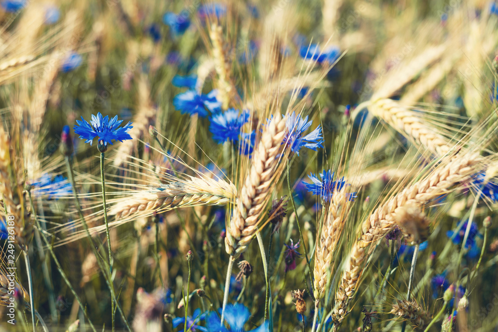 Fototapeta premium blue cornflowers growing among the field of rye ears close up