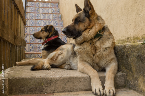 perro pastor alemán alerta