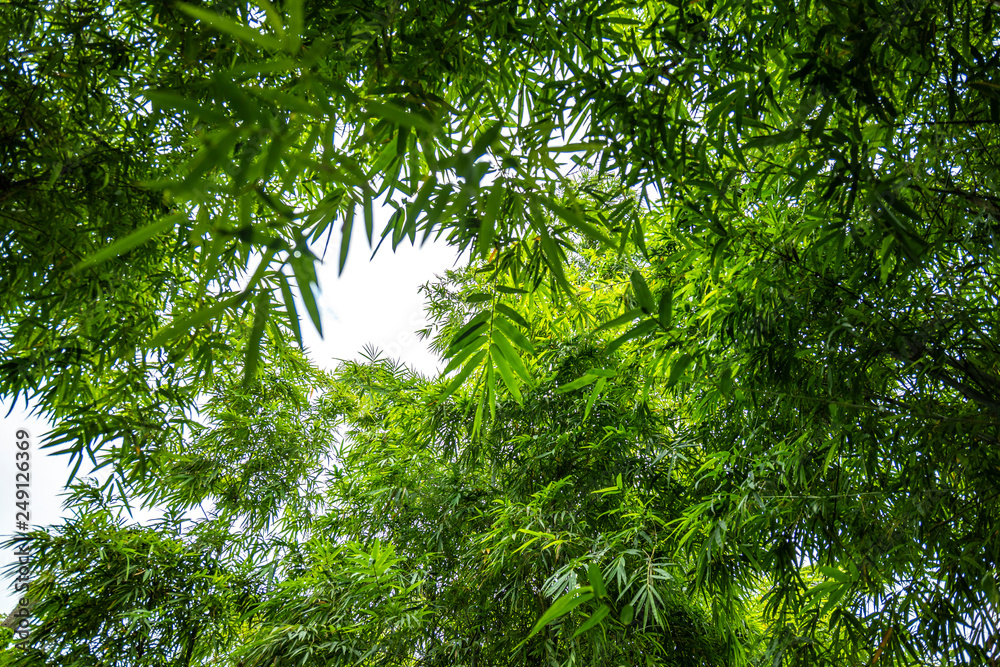 Fototapeta premium Bamboo tree in the garden with below view or bottom angle view.