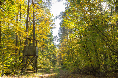 Fototapeta Naklejka Na Ścianę i Meble -  Leśna droga