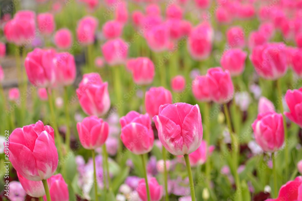 Bright pink tulip meadow in pink and green, in Spring