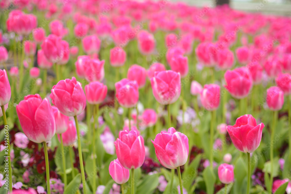 Bright pink tulip meadow in pink and green, in Spring Bright pink tulip meadow in pink and green, in Spring