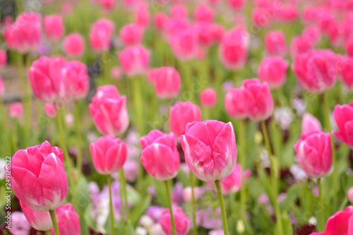 Bright pink tulip meadow in pink and green  in Spring