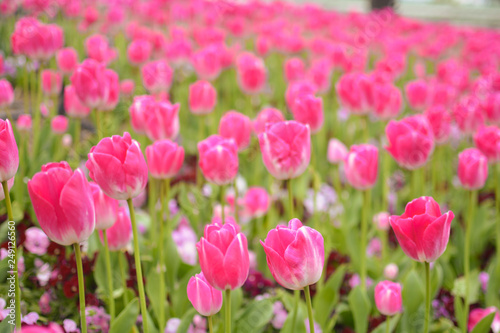 Bright pink tulip meadow in pink and green, in Spring