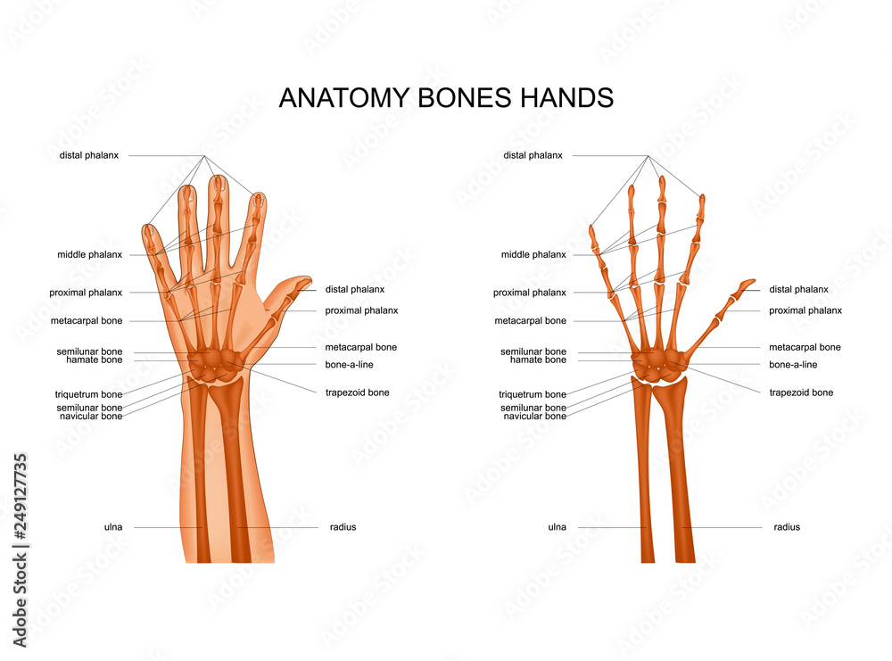 Anatomy Of Hand Bones Stock Vector Adobe Stock