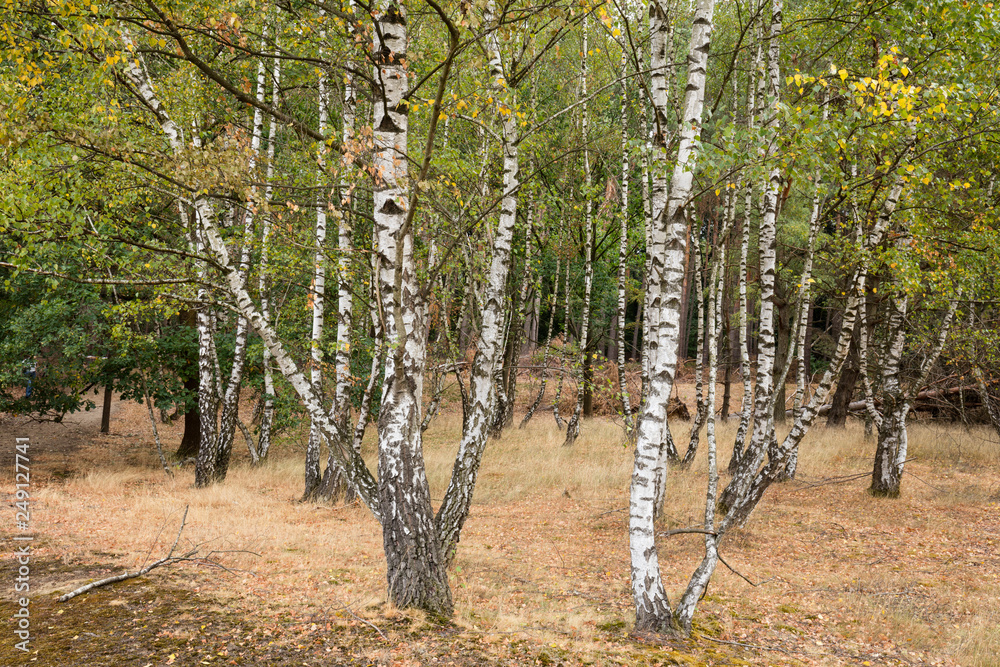 Obraz premium Birkenwald, Westruper Heide, Naturpark Hohe Mark, Münsterland, Nordrhein-Westfalen, Deutschland, Europa