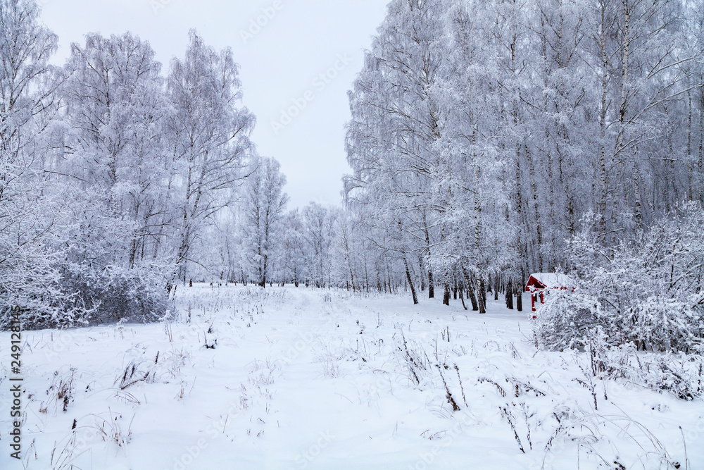 Beautiful forest after a snowfall. Beautiful forest after a snowfall.