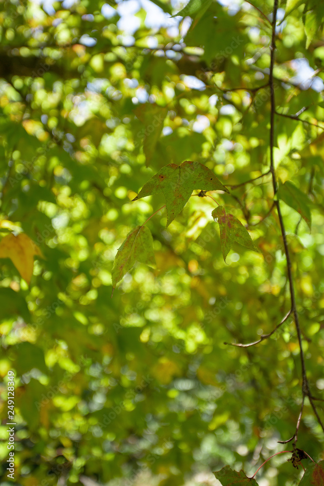 Green maple leaves in winter and blue sky Green maple leaves in winter and blue sky