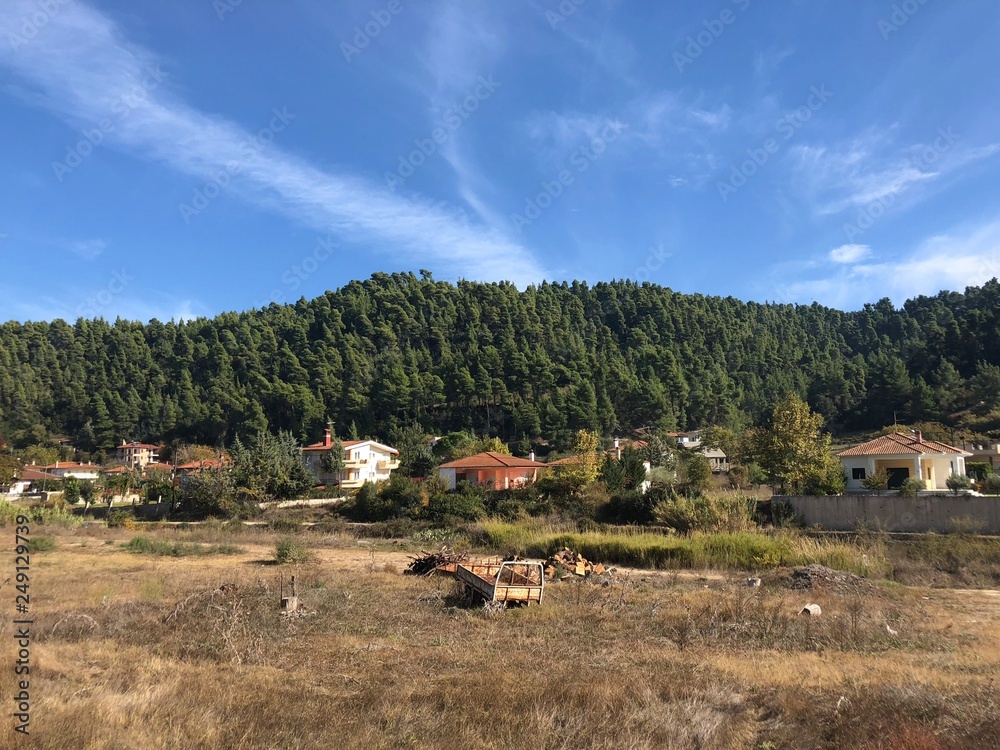 cows in the mountains