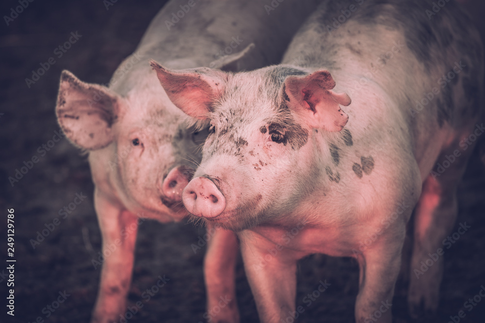 Young pink pigs in the farm. Animal protection concept Young pink pigs in the farm. Animal protection concept