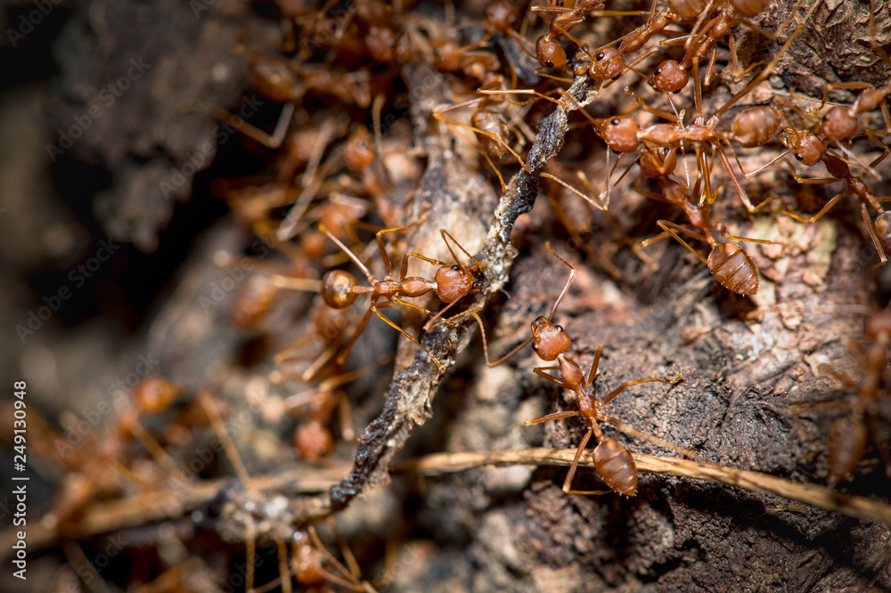 Many ants eat food.