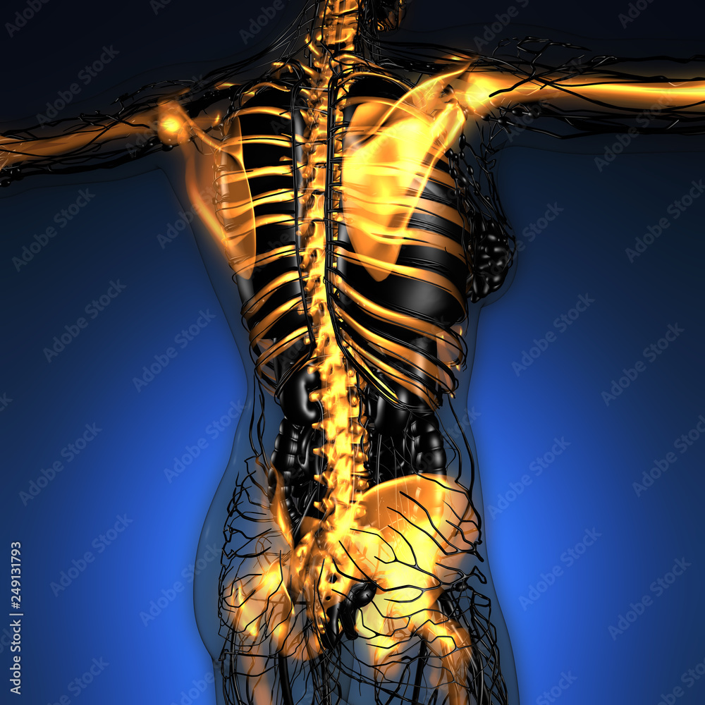 Fototapeta science anatomy of human body in x-ray with glow skeleton bones