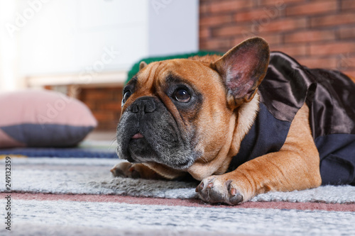 Funny French bulldog in elegant vest lying on floor indoors