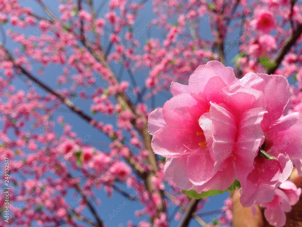 Fake Sakura blossom on dry tree Fake Sakura blossom on dry tree