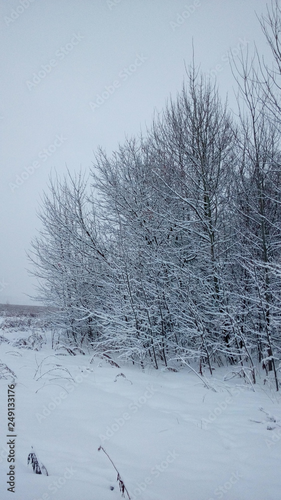 После снегопада. После снегопада.