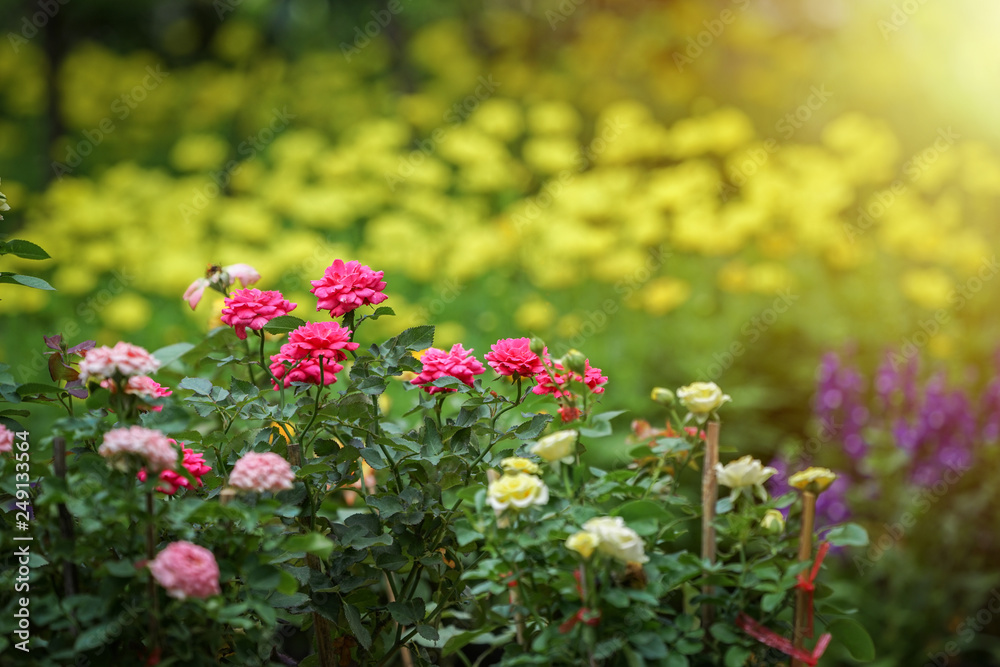 Obraz premium pink, yellow, purple, cream flower in the garden with sunlight effect for background.