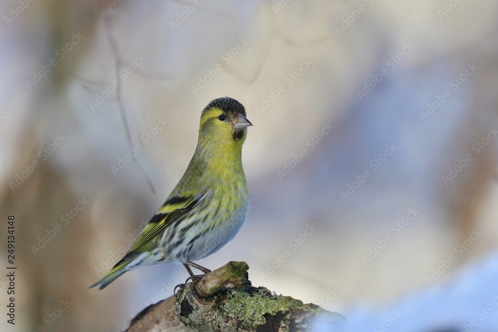 Obraz premium Eurasian siskin sitting on the branch. Carduelis spinus. song bird in the nature habitat. wildlife scene from nature.