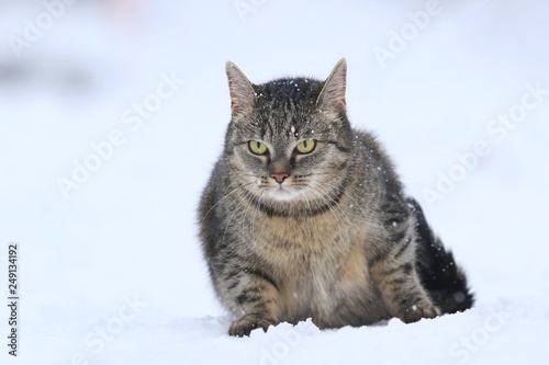 Beautiful tabby cat in the snow. Felis silvestris. Cat in the nature. Black and white photo