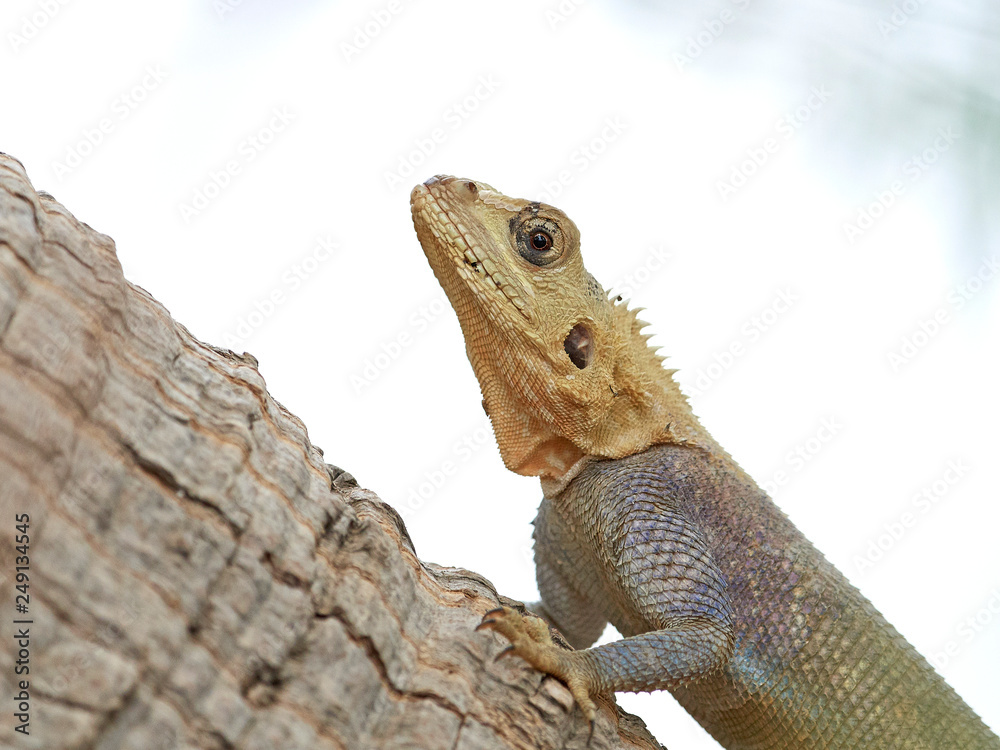 Obraz premium Agama lizard (Agama agama)