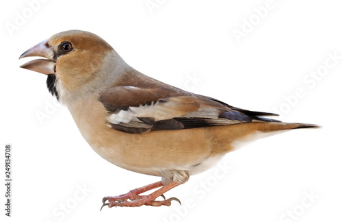 Leinwand Poster Female Hawfinch (Coccothraustes coccothraustes), isolated on white background