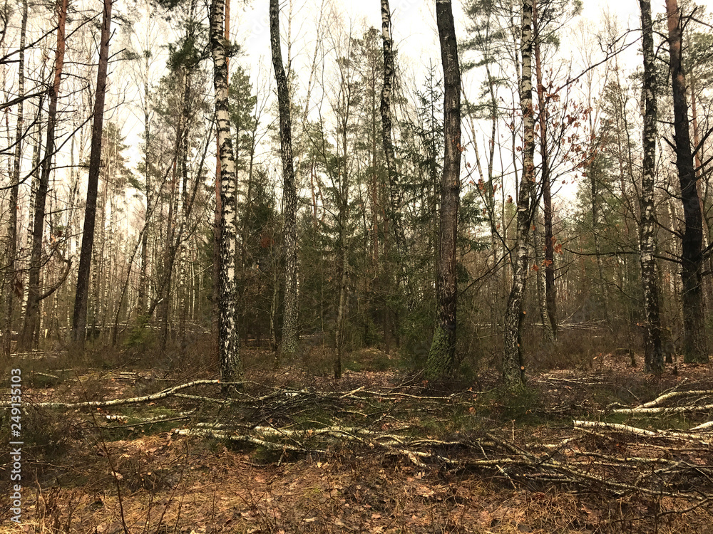 forest in autumn forest in autumn
